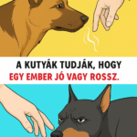 A kutyák tényleg meg tudják mondani, ki a jó és ki a rossz? Íme az állkapcsot megdöbbentő igazság, amit nem tudtál.