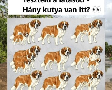 Megtalálod az összes kutyát… Teszteld a megfigyelőképességed!