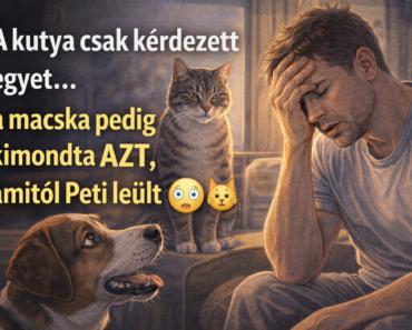 A kutya csak kérdezett egyet… a macska pedig kimondta AZT, amitől Peti leült 😳🐶🐱