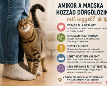 Amikor a macska hozzád dörgölőzik, mit tegyél? Amikor a macska hozzád dörgölőzik, mit tegyél?